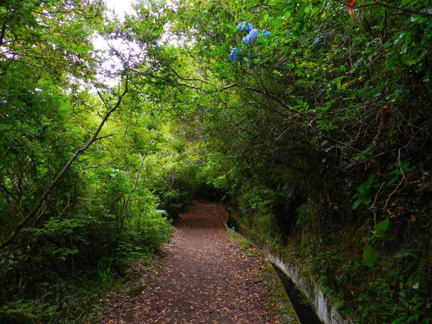 Ribeiro Frio / Portela - Levada Walk - Walking the levada: light, shade, and endemic finds