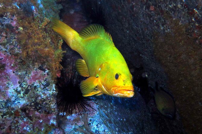 Scuba Diving Experience in Madeira - Key highlights I’d prioritize
