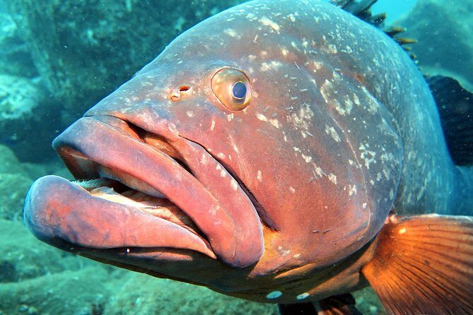 Scuba Diving Experience in Madeira - Should you book this scuba try in Funchal?