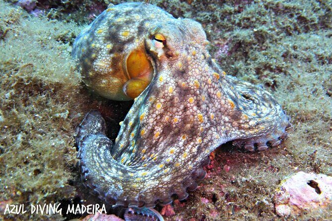 Scuba Diving Experience in Madeira - FAQ