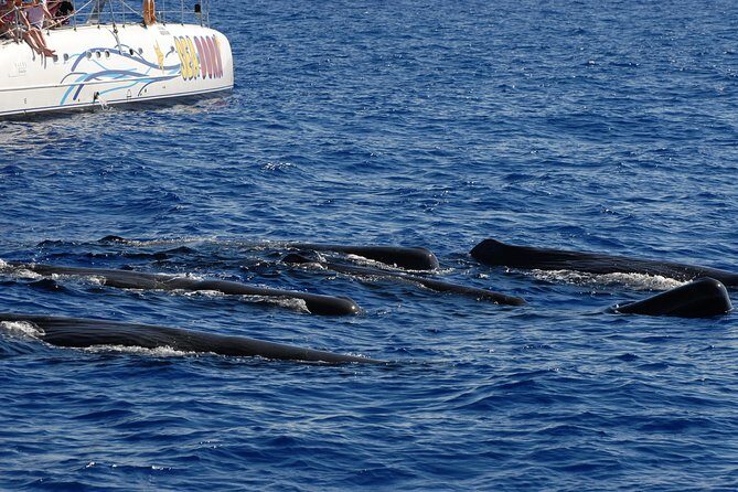 Seaborn Catamaran trips - Why This Madeira Catamaran Works So Well for Visitors