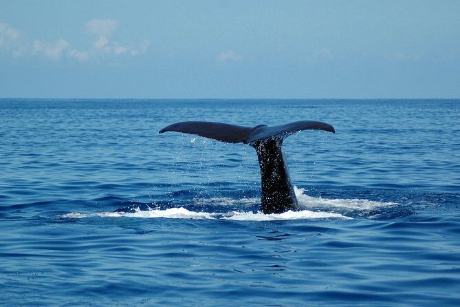 Seaborn Catamaran trips - Responsible Watching You Can Feel Good About