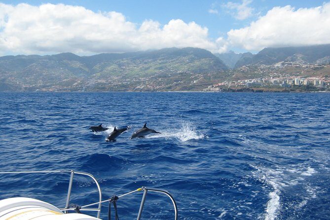 Seaborn Catamaran trips - Wildlife Spotting: How Likely Is It, and What to Do With That Info?