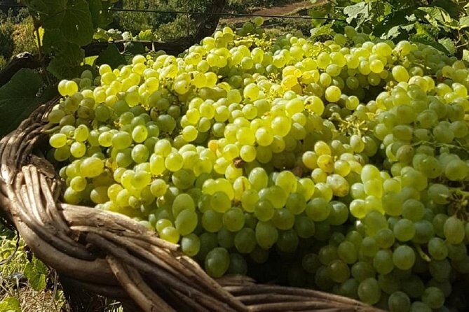 Signature Wine Tastings, Skywalk, Nature 4x4 Open Roof Expedition - Camara de Lobos and the Madeira Wine Lodge: coastal charm with wine at the center