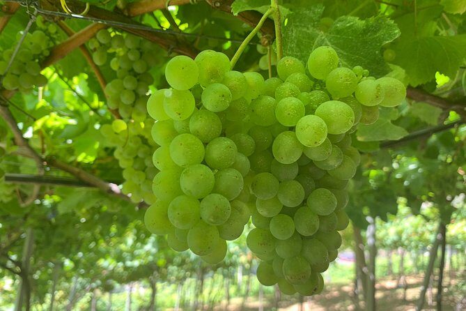 Signature Wine Tastings, Skywalk, Nature 4x4 Open Roof Expedition - Included value: what you’re really paying for at $107.68