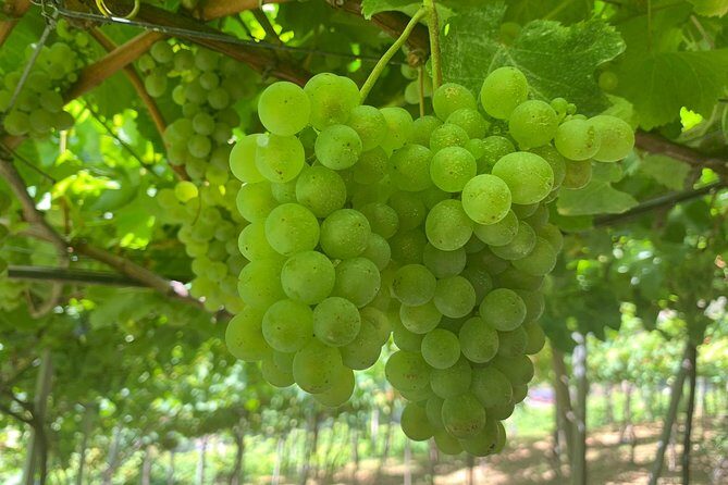 Skywalk with Wines Tasting and Vineyards Half day 4x4 Adventure - Pickup in Funchal: less hassle, more tasting time