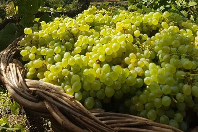 Skywalk with Wines Tasting and Vineyards Half day 4x4 Adventure - Madeira wine tasting: six wines, comparisons, and an easy way to taste