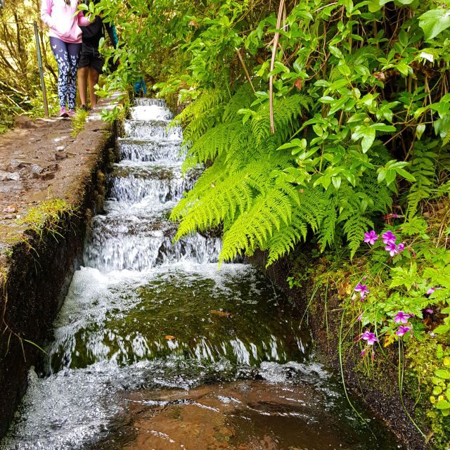 Small Group Walks Rabaçal 25 Fontes - The walk through Laurissilva: what you’re really doing on the trail