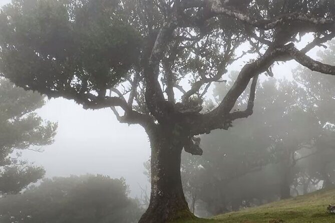 Small Group West Tour Waterfalls & Fanal Forest Tour - Serra de Água mountain scenery: the last scenic exhale