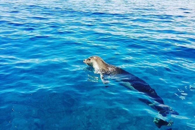 Snorkelling Trip at Ponta de São Lourenço Protected Area - The snorkel stop in the marine reserve: what you might see