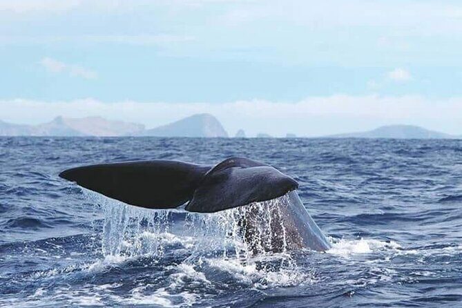 Sunset Catamaran Tour l Madeira Island - Getting there in Funchal: the meeting point and start time you should respect