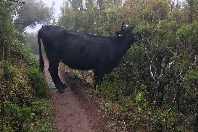 Twenty-Five Fountains Levada walks (private) - The Ground Truth: Waterproof Shoes and Weather Planning