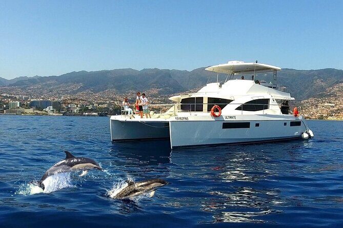 VipDolphins Luxury Whale Watching - Key Highlights I’d Prioritize