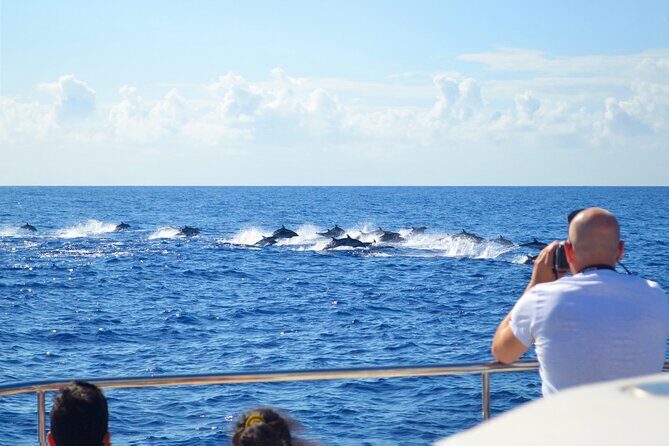 VipDolphins Luxury Whale Watching - Price and Value: Is $95.53 Worth It?
