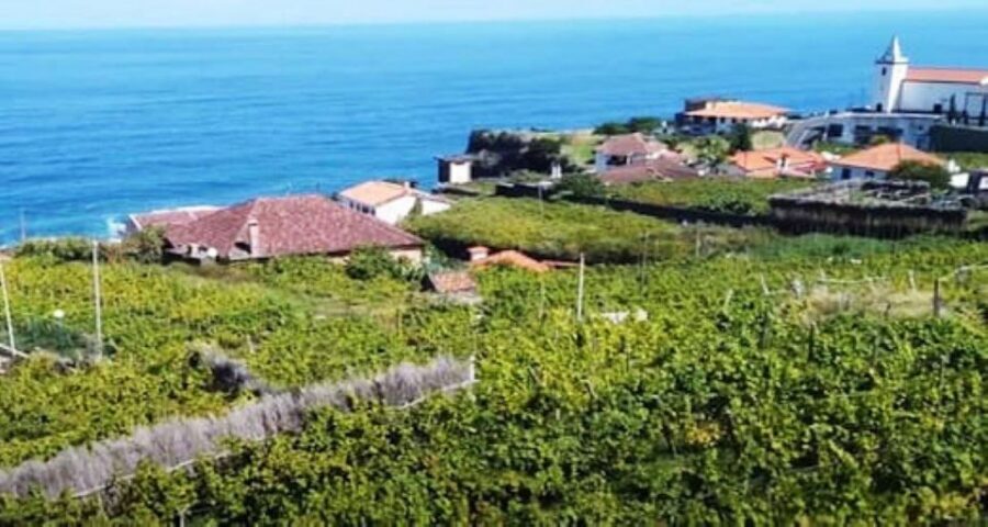 Visiting local Vineyard With Wine Tasting & Lunch included - Key highlights worth planning around