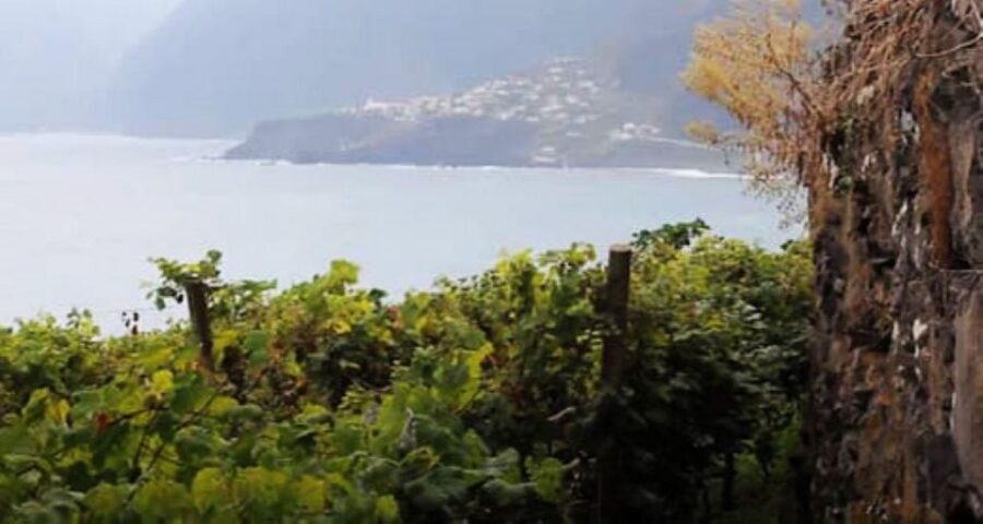 Visiting local Vineyard With Wine Tasting & Lunch included - The real wine moment in São Vicente: vineyard visit, producer meet, and tapa