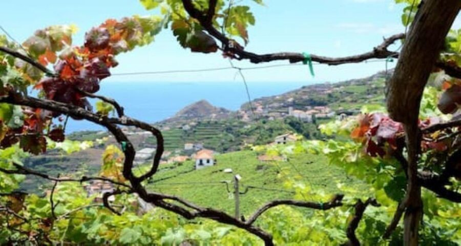 Visiting local Vineyard With Wine Tasting & Lunch included - Fajã dos Padres: cable car ride plus the “small-world” feeling