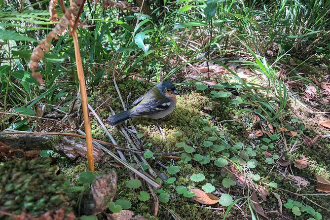 Walk with a local - Walking the Laurisilva: Ancient Laurel Forest Moments