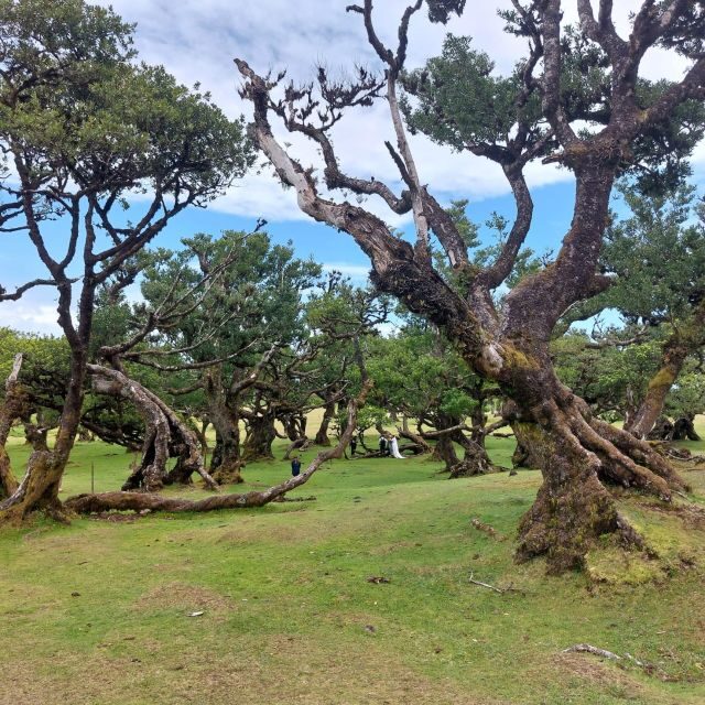 West Madeira:, Laurel Forest, Waterfall, Rock Pools, Walk - Key highlights worth aiming for