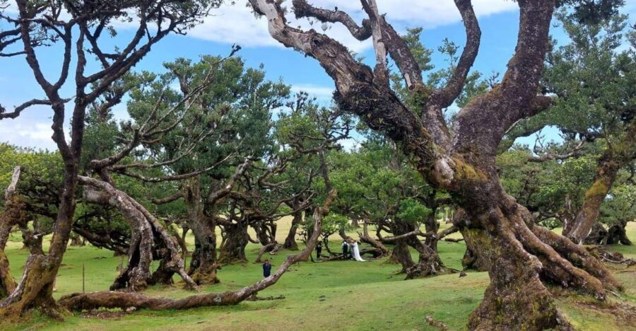 West Madeira:, Laurel Forest, Waterfall, Rock Pools, Walk - Câmara de Lobos and Ribeira Brava: real towns, quick but useful