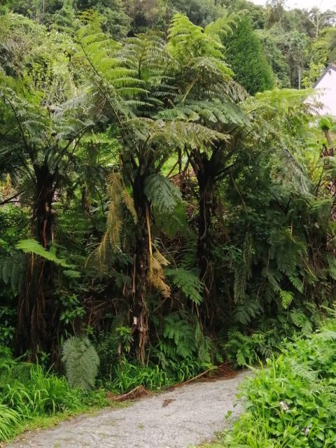 West Madeira:, Laurel Forest, Waterfall, Rock Pools, Walk - Porto Moniz rock pools: volcanic water and the cold-water test