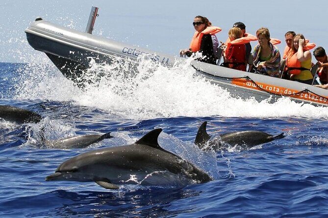 Whale and Dolphin Watching Tour from Funchal - What this 2.5-hour trip is really like on Madeira’s water
