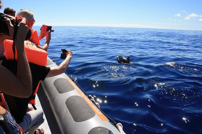 Whale and Dolphin Watching Tour from Funchal - Pre-trip intro and the marine biologists edge