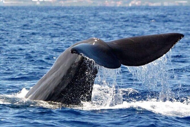 Whale and Dolphin Watching Tour from Funchal - Dolphins, whales, turtles: what you can realistically hope for