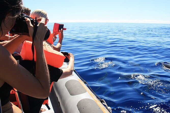 Whale and Dolphin Watching Tour from Funchal - Snorkelling and swim-with-dolphins: the part that can change