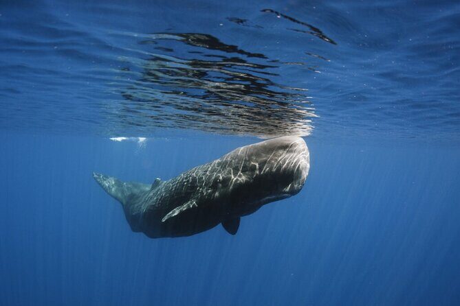 Whale and Dolphin Watching Tour from Funchal - Boat comfort on Madeira: exciting, but not for everyone