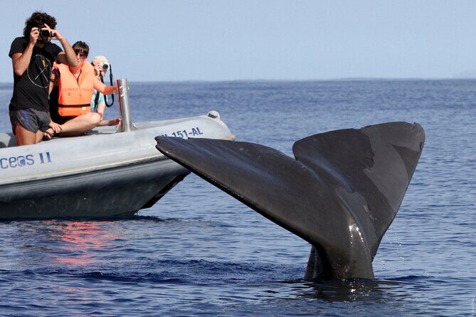 Whale and Dolphin Watching Tour from Funchal - The second search trip: why that guarantee matters