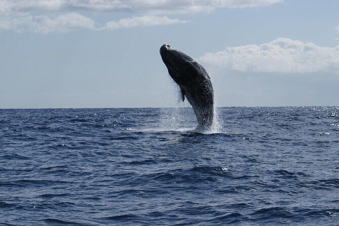 Whale and Dolphin Watching Tour from Funchal - Price and value: is $58.07 worth it?