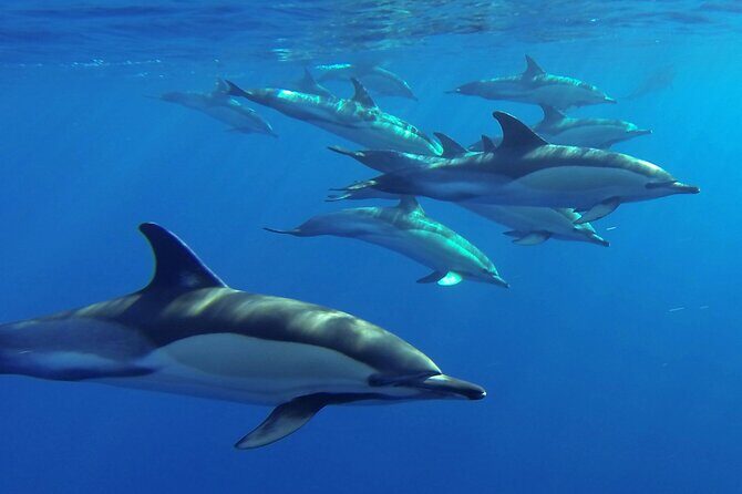 Whale and Dolphin Watching Tour from Funchal - Rota dos Cetaceos: how the search usually unfolds