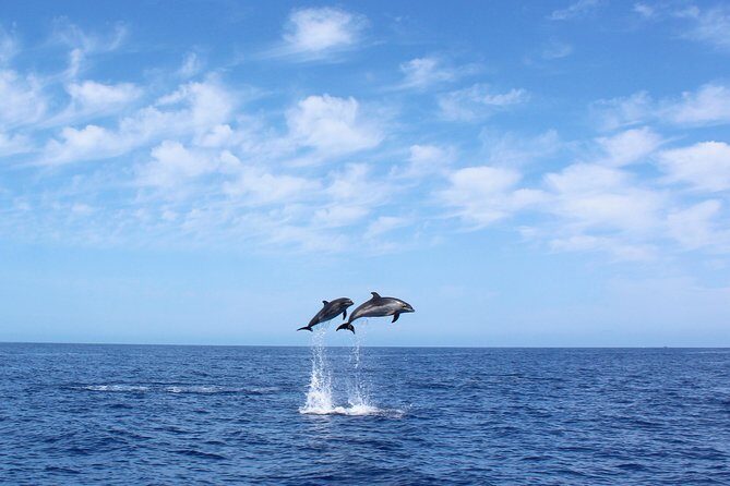 Whale and Dolphin Watching Tour in Madeira - Key things that make this tour work