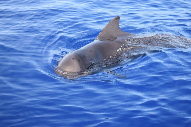 Whale and Dolphin Watching Tour in Madeira - Swim and snorkel time: warm water, rocky bottom, real gear