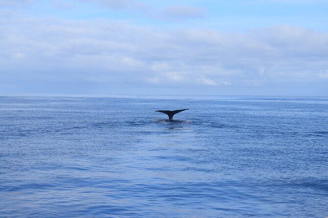 Whale and Dolphin Watching Tour in Madeira - How to judge the odds of seeing whales and dolphins
