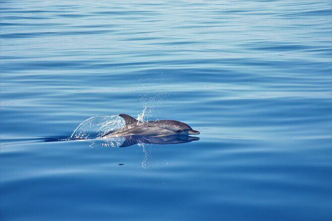 Whale and Dolphin Watching Tour in Madeira - Whale and dolphin watching in Madeira: understand the “no guarantees” part