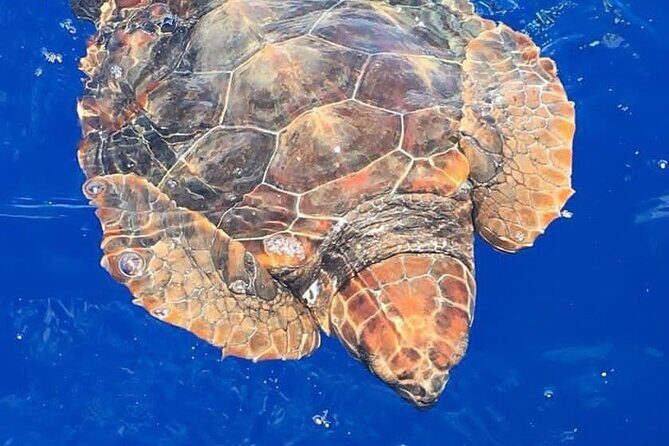 Whale & Dolphin Watching in Madeira - Key highlights you’ll care about