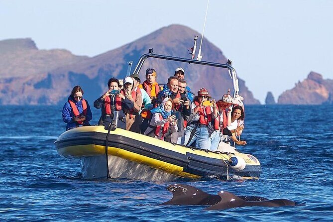 Whale & Dolphin Watching in Madeira - How the Madeira Sea Emotions boat trip actually runs