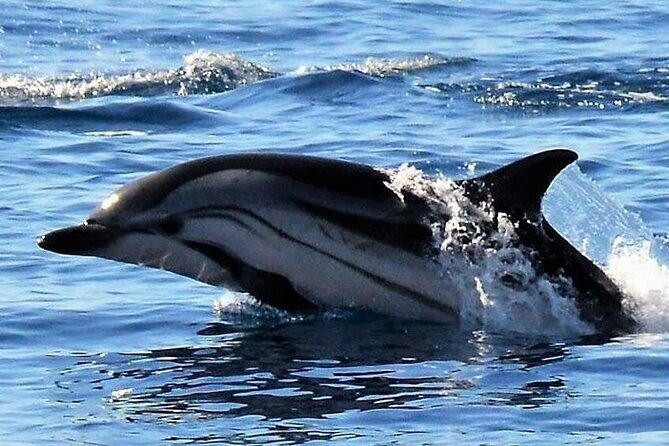Whale & Dolphin Watching in Madeira - Stop 2: Prainha do Canical and the Cais do Sardinha water moment