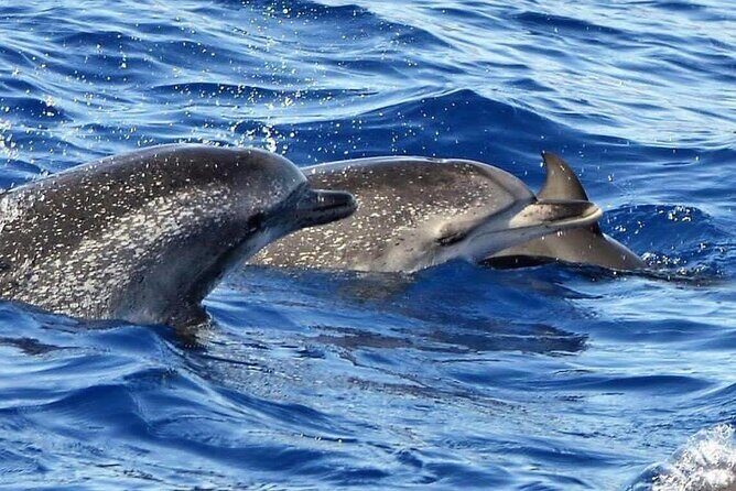 Whale & Dolphin Watching in Madeira - Price and value: what you’re paying for (and what costs extra)