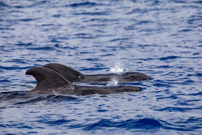 Whale & Dolphin Watching in Madeira - Practical tips for a smoother day on the water