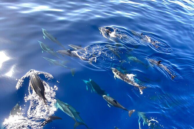 Whale & Dolphin Watching in Madeira - Spotting whales and dolphins off Madeira: what to expect without wishful thinking