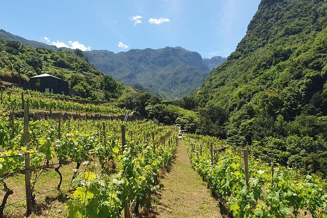 Wine Tasting Experience in Boaventura, Madeira North Coast - Weather and harvest realities: when the best plans change